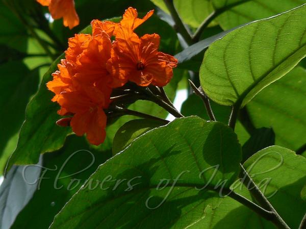 Scarlet Cordia